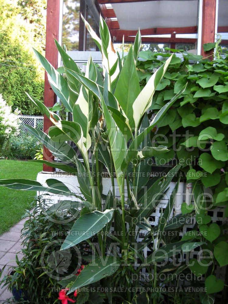 Canna Stuttgart (Canna Lily) 1 