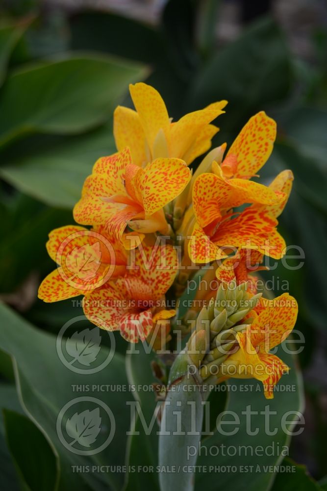 Tenerife Canna Lillies for Sale