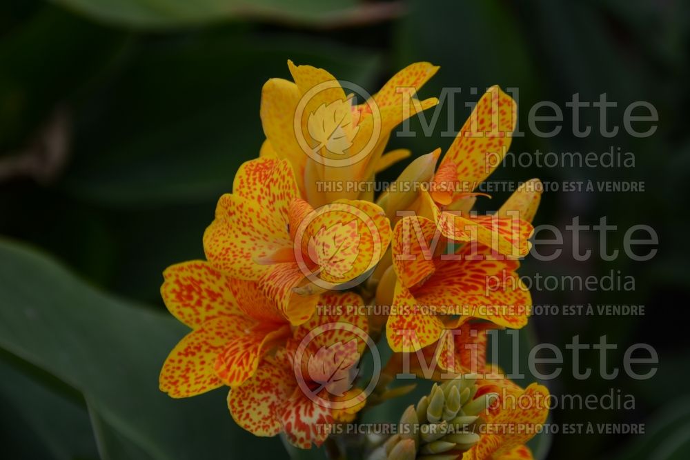 Canna Tenerife (Island Series) (Canna Lily) 2 