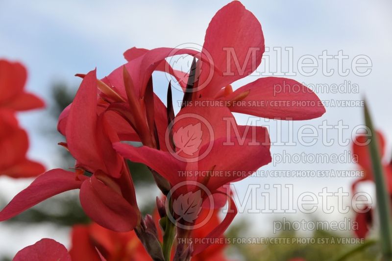 Canna Toucan Rose (Canna lily) 1 