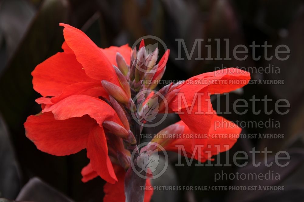 Canna cannova bronze scarlet (Canna Lily) 4 