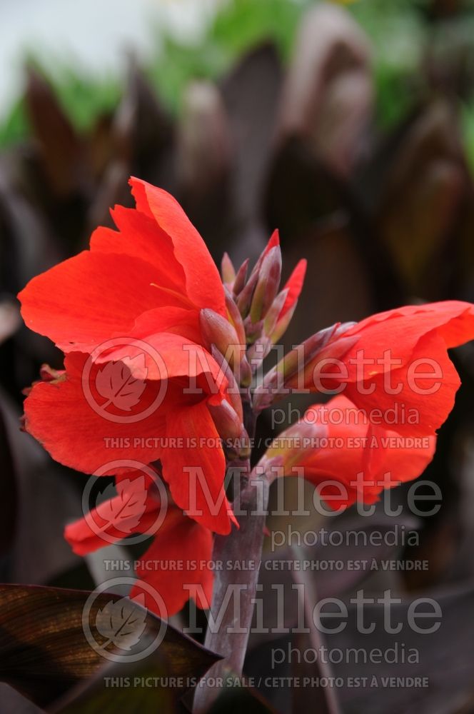 Canna cannova bronze scarlet (Canna Lily) 5 