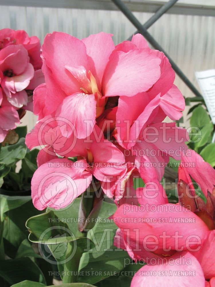 Canna Tropical Pink (Canna Lily) 1 