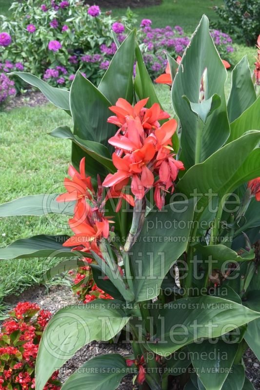 Canna Tropical Red (Canna Lily) 1 