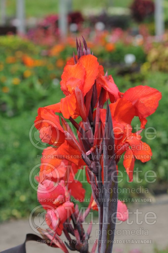 Canna Tropicanna Black (Canna Lily)  2