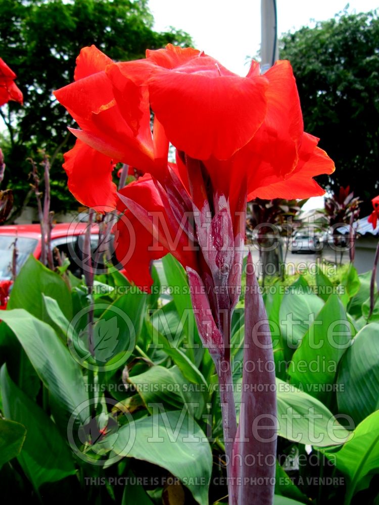 Canna warscewiczii (Canna lily) 1