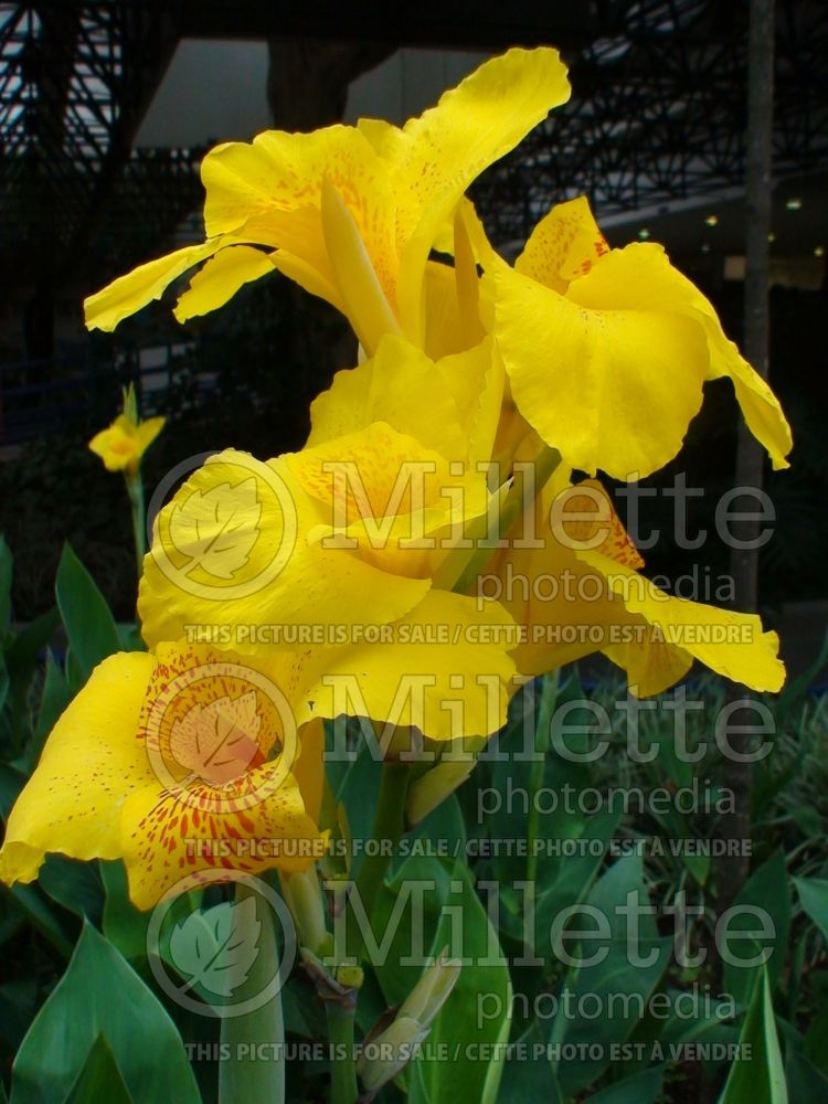 Canna Yellow King Humbert (Canna Lily) 1 