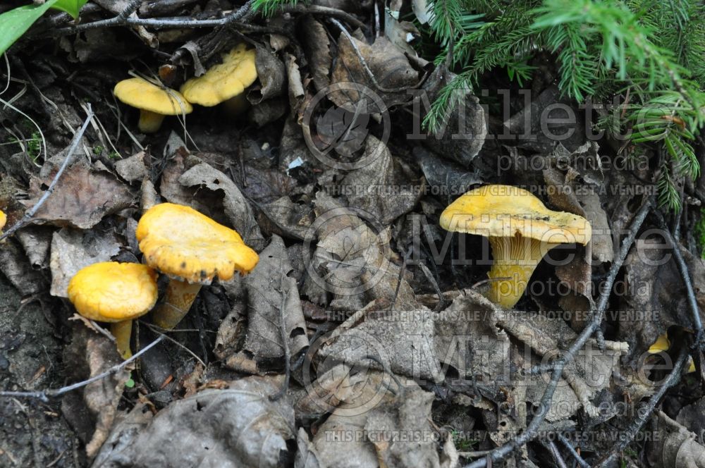 Cantharellus cibarius (chanterelle, golden chanterelle or girolle) (Edible mushroom) 18 