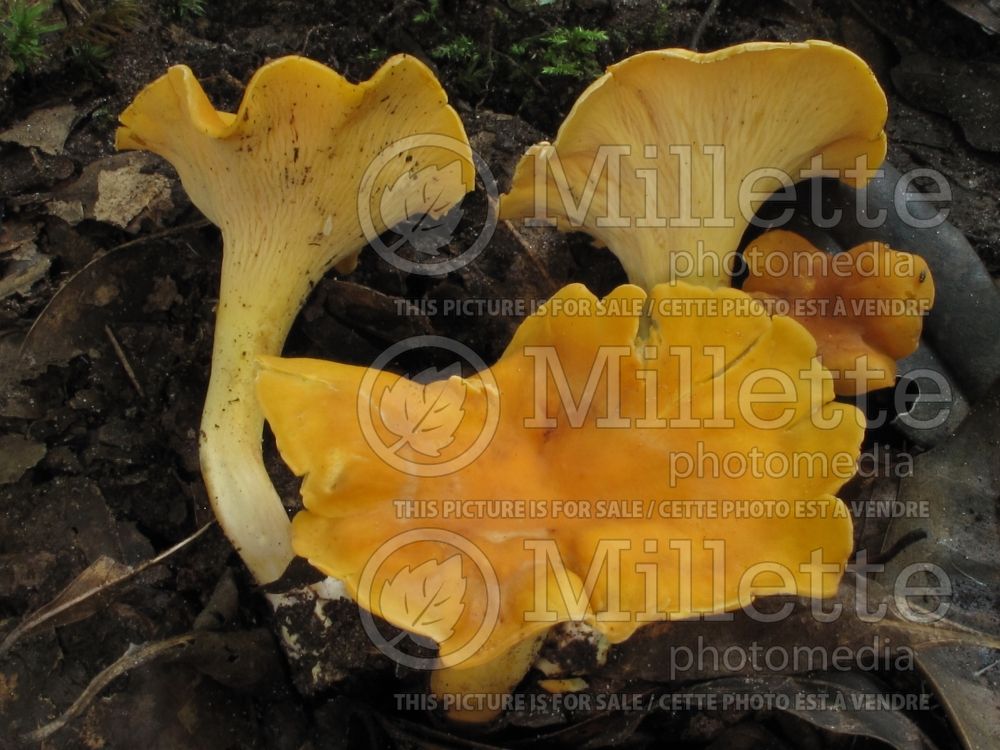 Cantharellus lateritius (Smooth chanterelle) (Edible mushroom) 21 