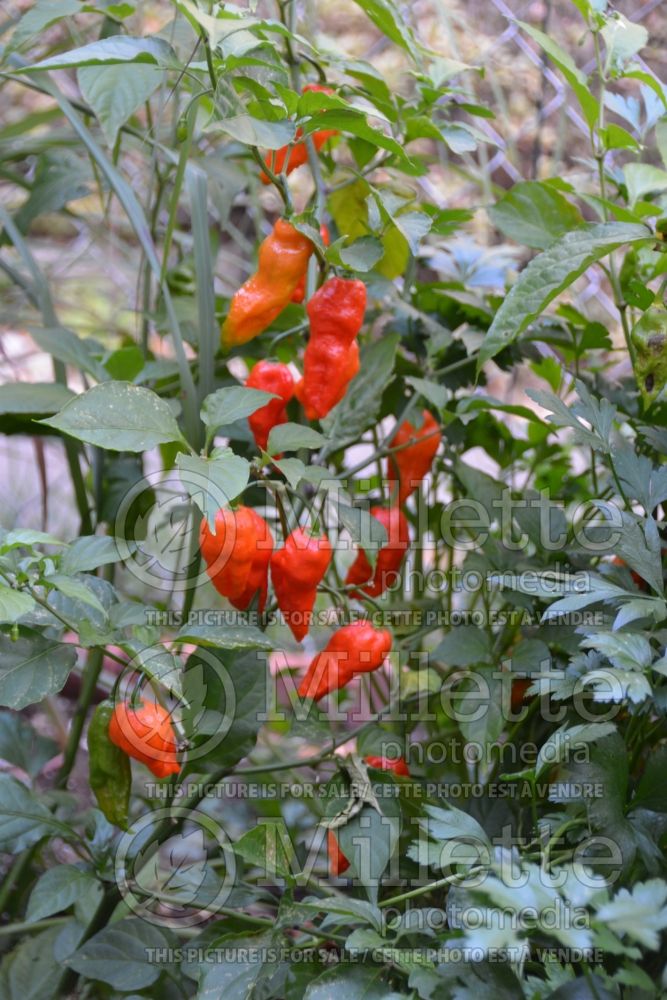 Capsicum chinense (Bhut Jolokia or Ghost pepper) 8