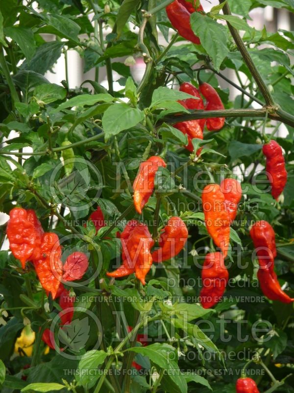 Capsicum hybrid - Ghost pepper (pepper vegetable – poivron piment) 1 