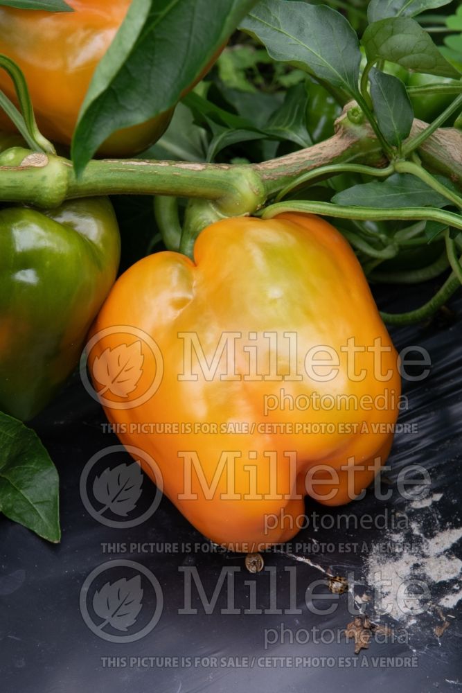 Capsicum annuum (Orange pepper vegetable – poivron piment) 1