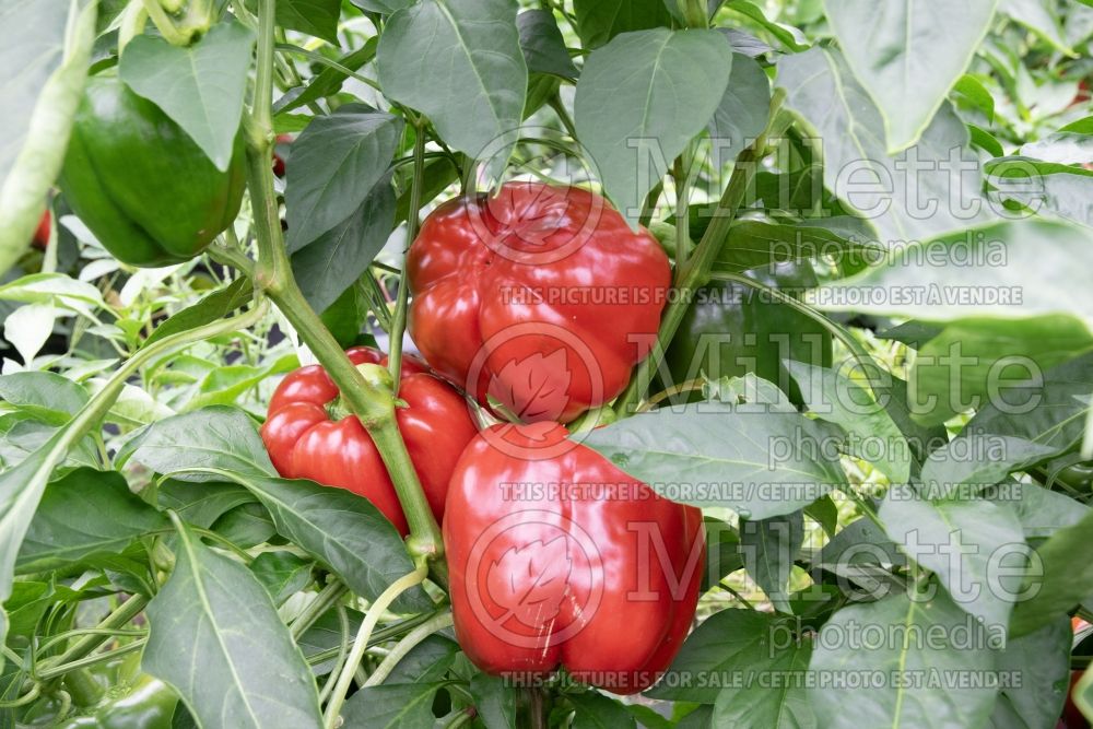 Capsicum annuum (Red pepper vegetable – poivron piment) 1