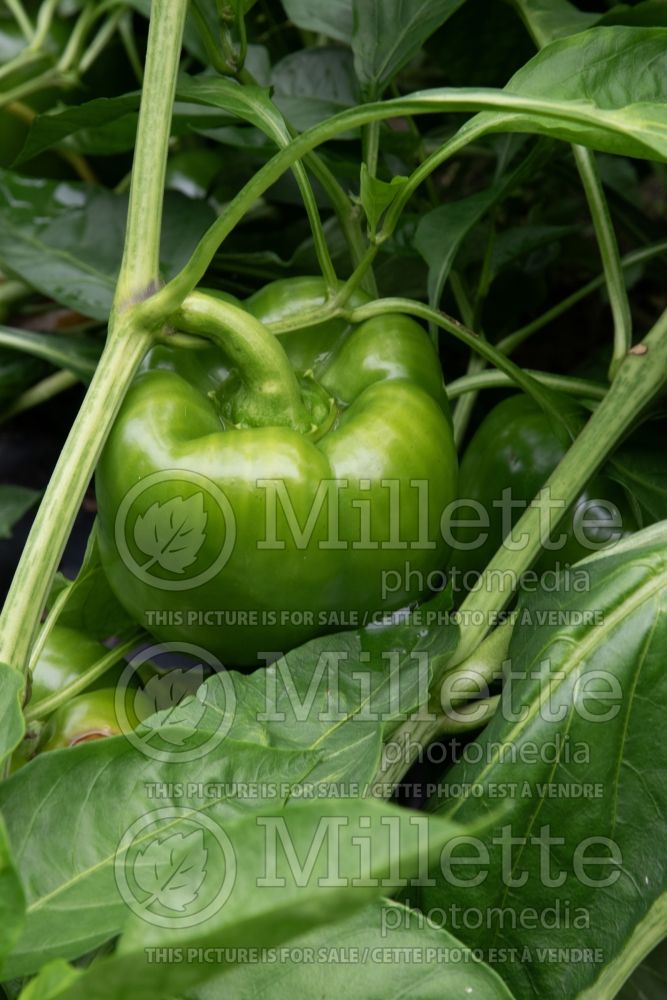 Capsicum annuum (Green pepper vegetable – poivron piment) 1