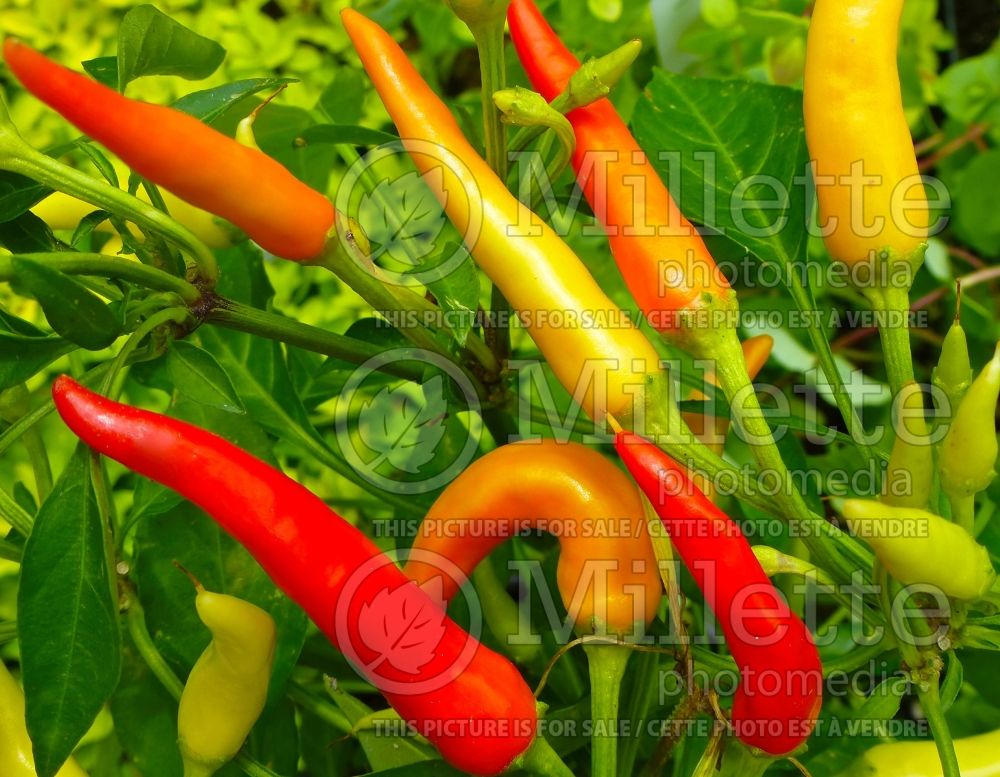 Capsicum annuum - Pepper Mix (Pepper) 2 