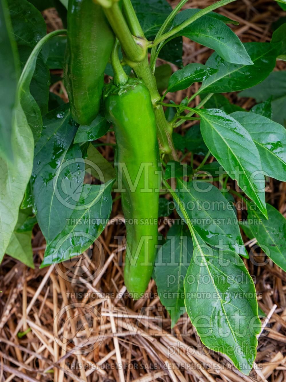 Capsicum Anaheim (California chili or Magdalena pepper vegetable – poivron piment) 1