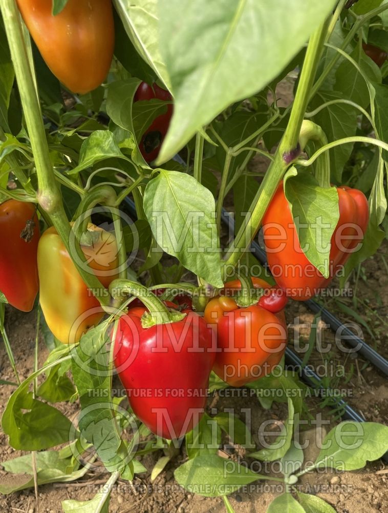 Capsicum Antohi Romania (pepper vegetable – poivron piment) 2