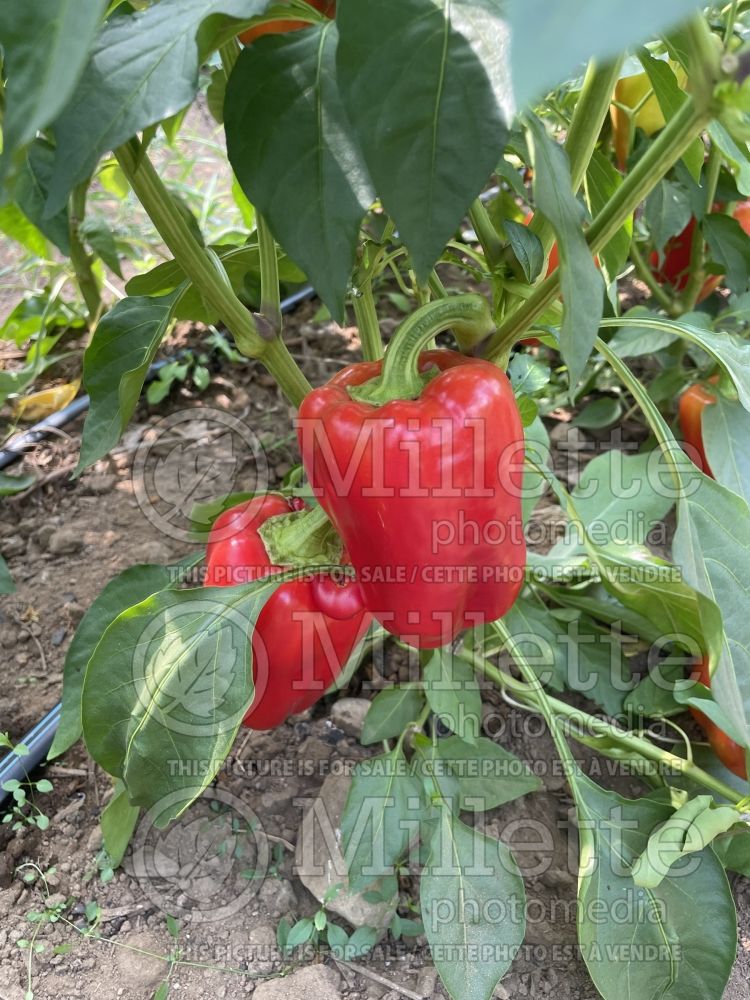 Capsicum Antohi Romania (pepper vegetable – poivron piment) 1 