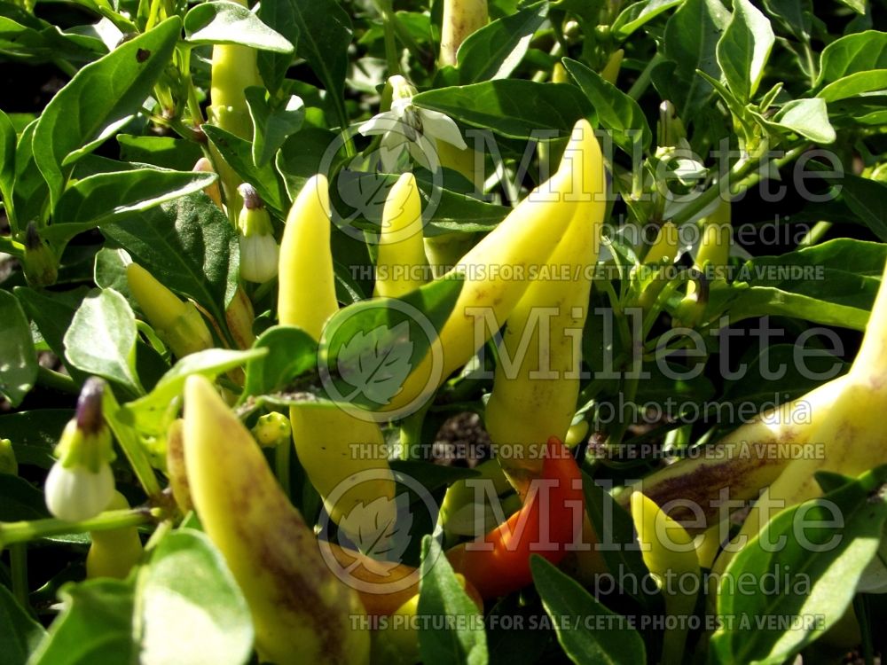 Capsicum Basket of Fire (pepper vegetable – poivron piment) 7