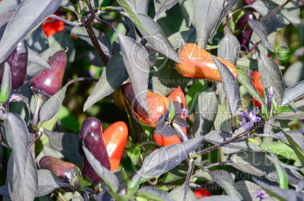 Capsicum Bolivian Rainbow (pepper vegetable – poivron piment) 1 