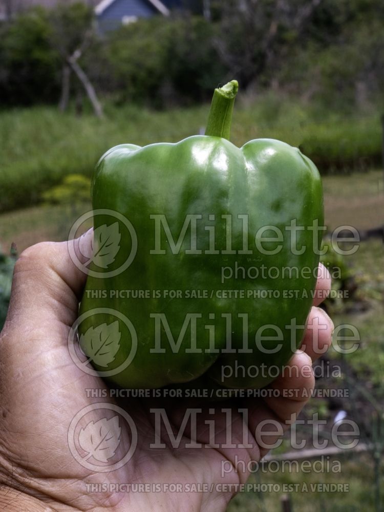 Capsicum California Wonder (pepper vegetable – poivron piment) 2