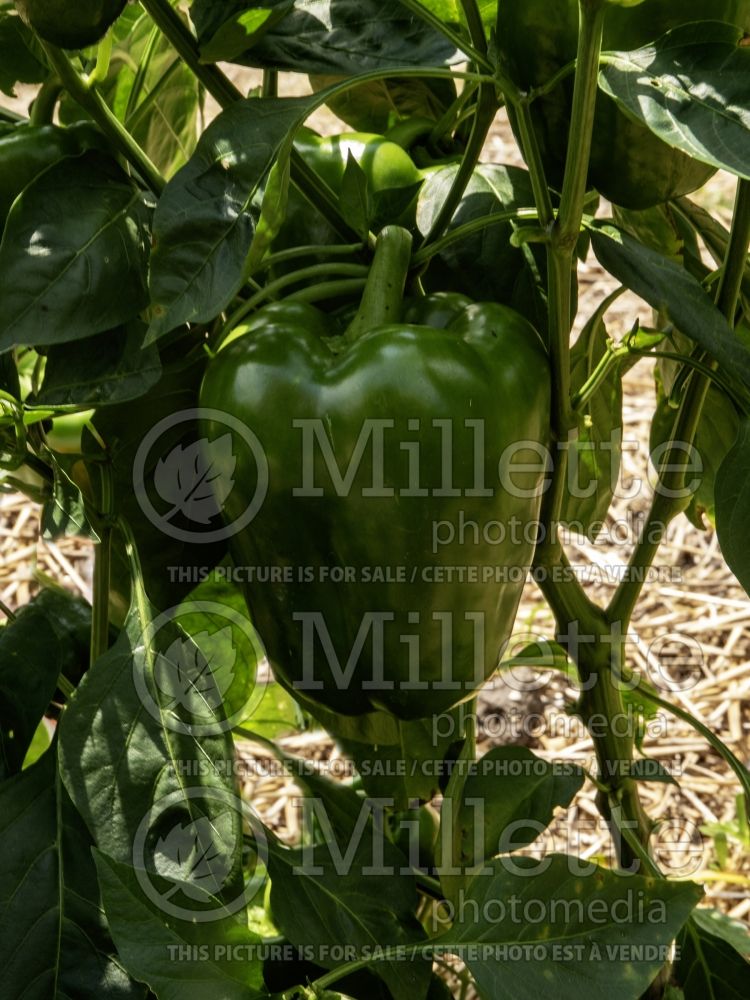 Capsicum California Wonder (pepper vegetable – poivron piment) 3