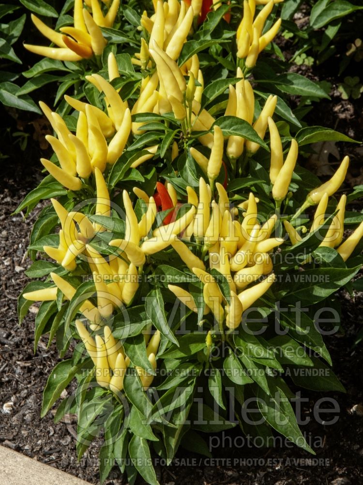 Capsicum Chilly Chili (Bell pepper) 4 