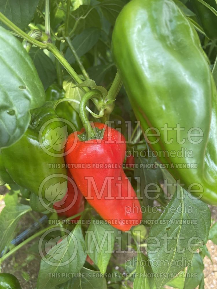 Capsicum De Padron (pepper vegetable – poivron piment) 2 