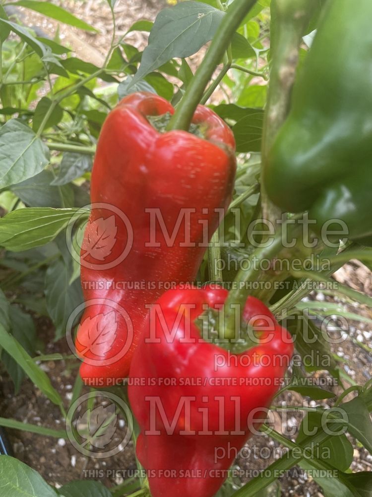 Capsicum De Padron (pepper vegetable – poivron piment) 3 