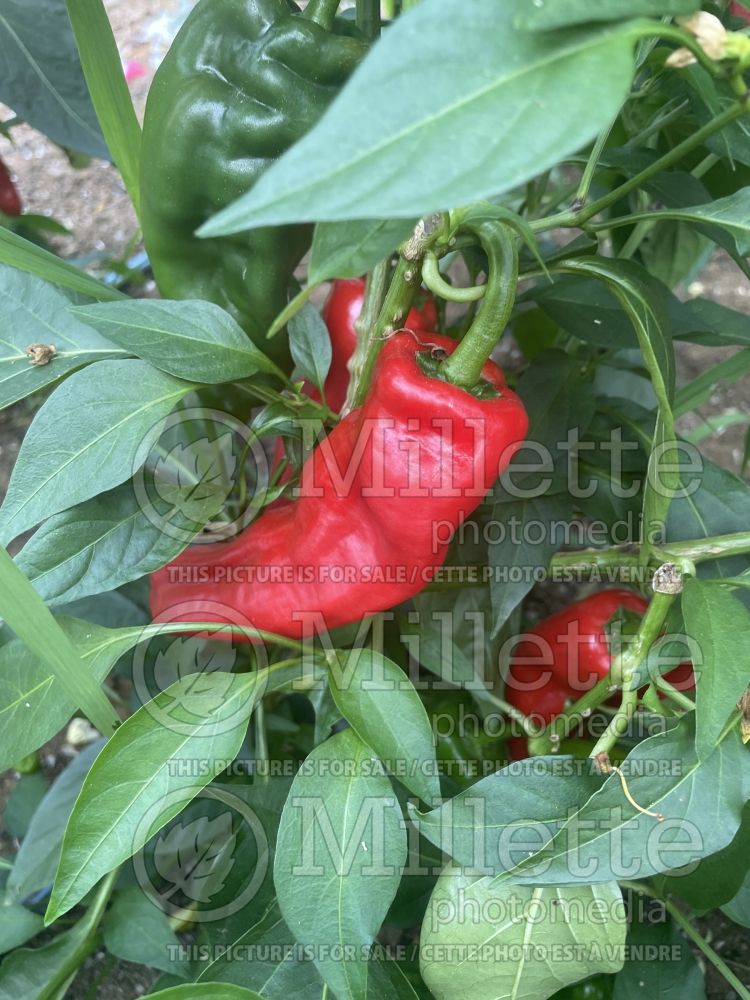 Capsicum De Padron (pepper vegetable – poivron piment) 4 