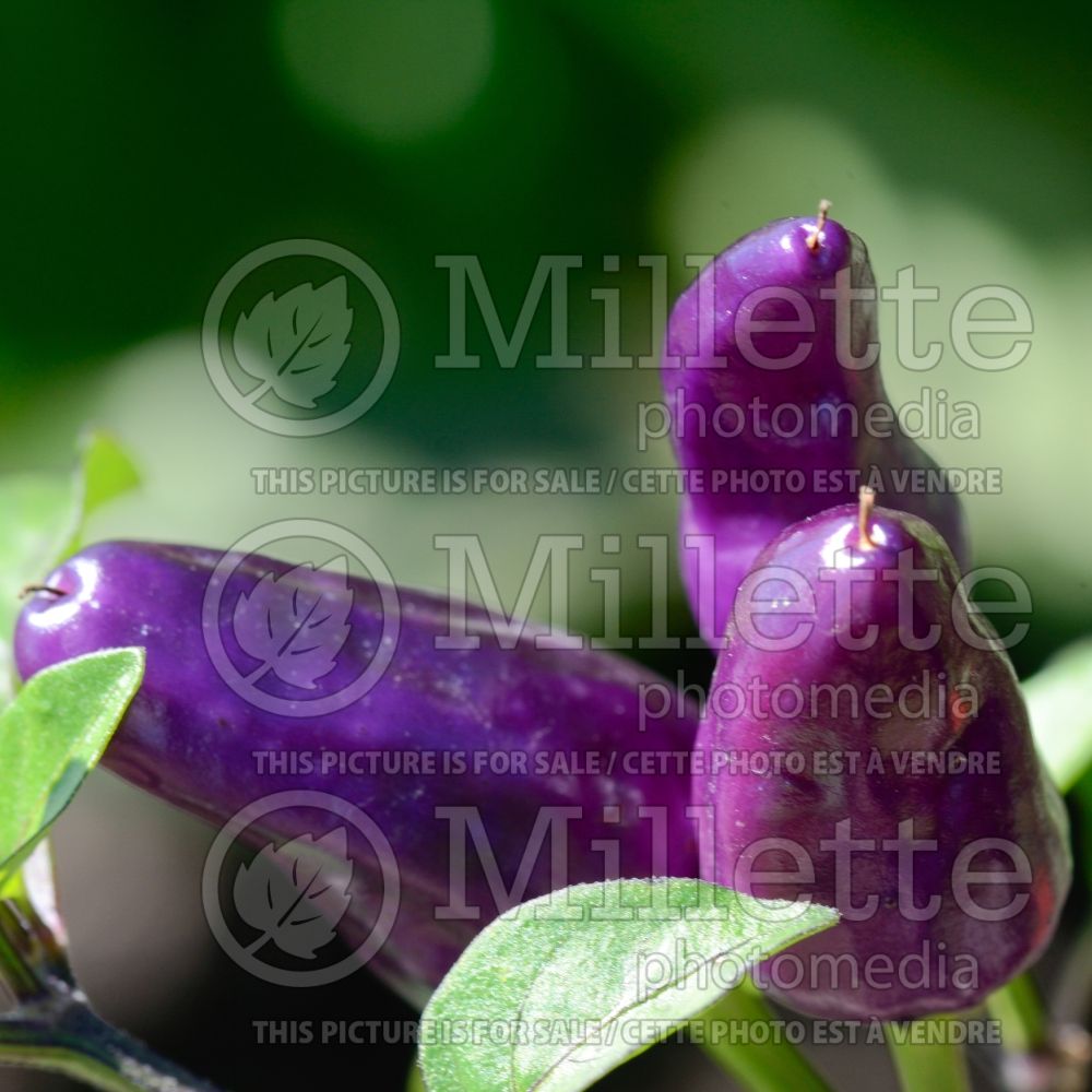 Capsicum Ecuador Purple (pepper vegetable – poivron piment) 1 
