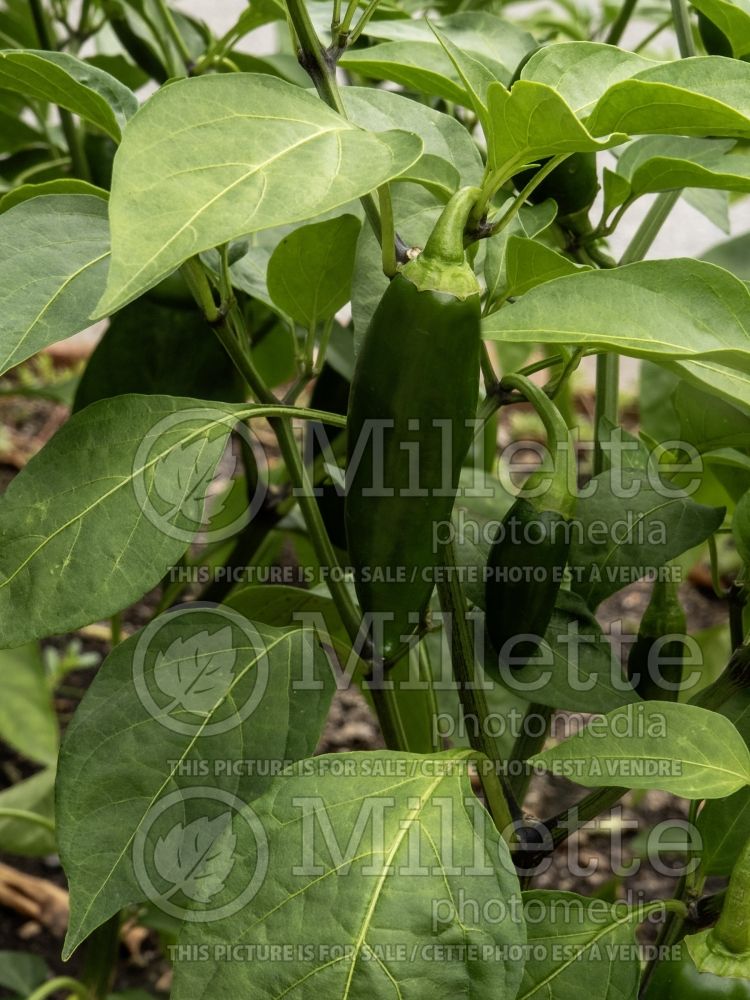 Capsicum Emerald Fire (Bell pepper) 2 