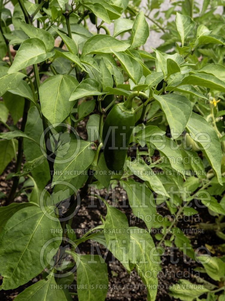 Capsicum Emerald Fire (Bell pepper) 1 