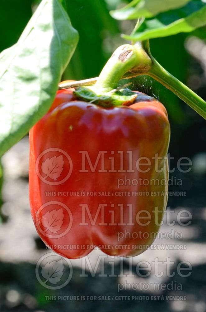 Capsicum Granova (pepper vegetable – poivron piment) 1 