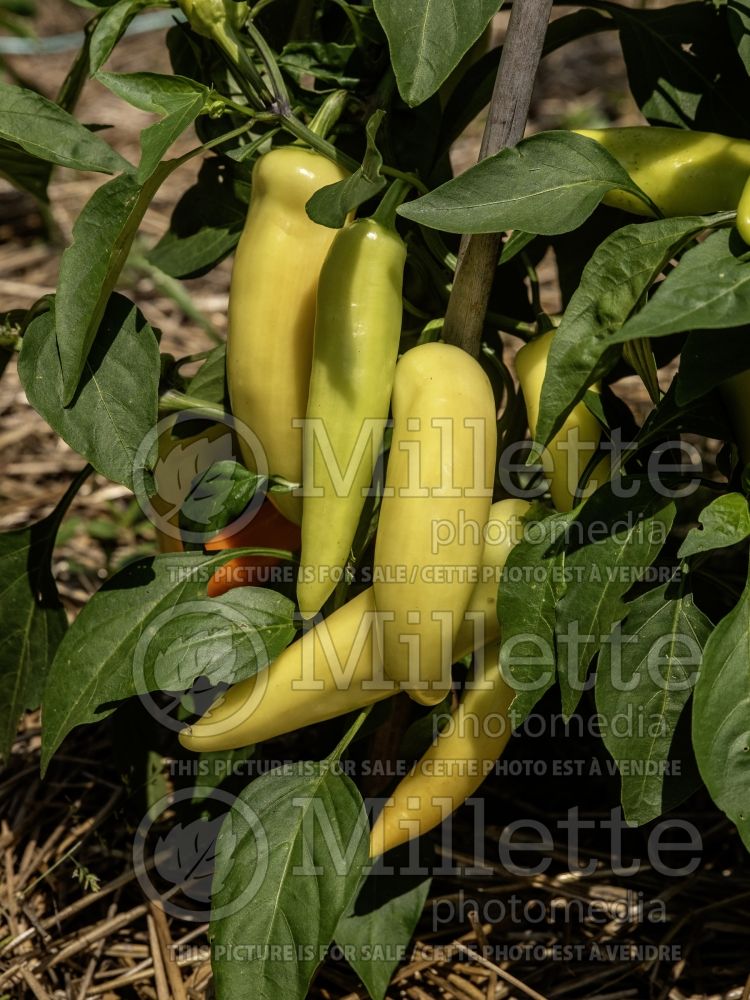 Capsicum Hungarian Wax (Bell pepper) 2 