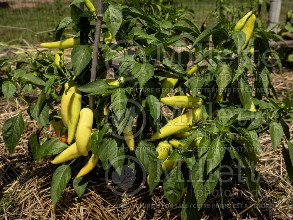 Capsicum Hungarian Wax (Bell pepper) 4 