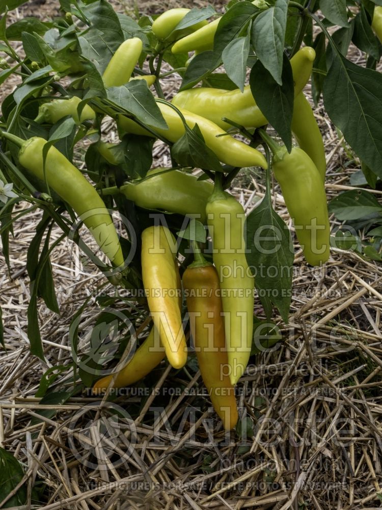 Capsicum Hungarian Wax (Bell pepper) 5 