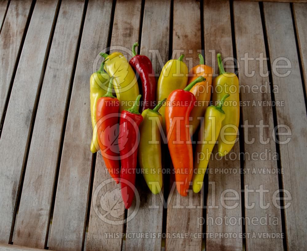 Capsicum Hungarian Wax (pepper vegetable – poivron piment) 8