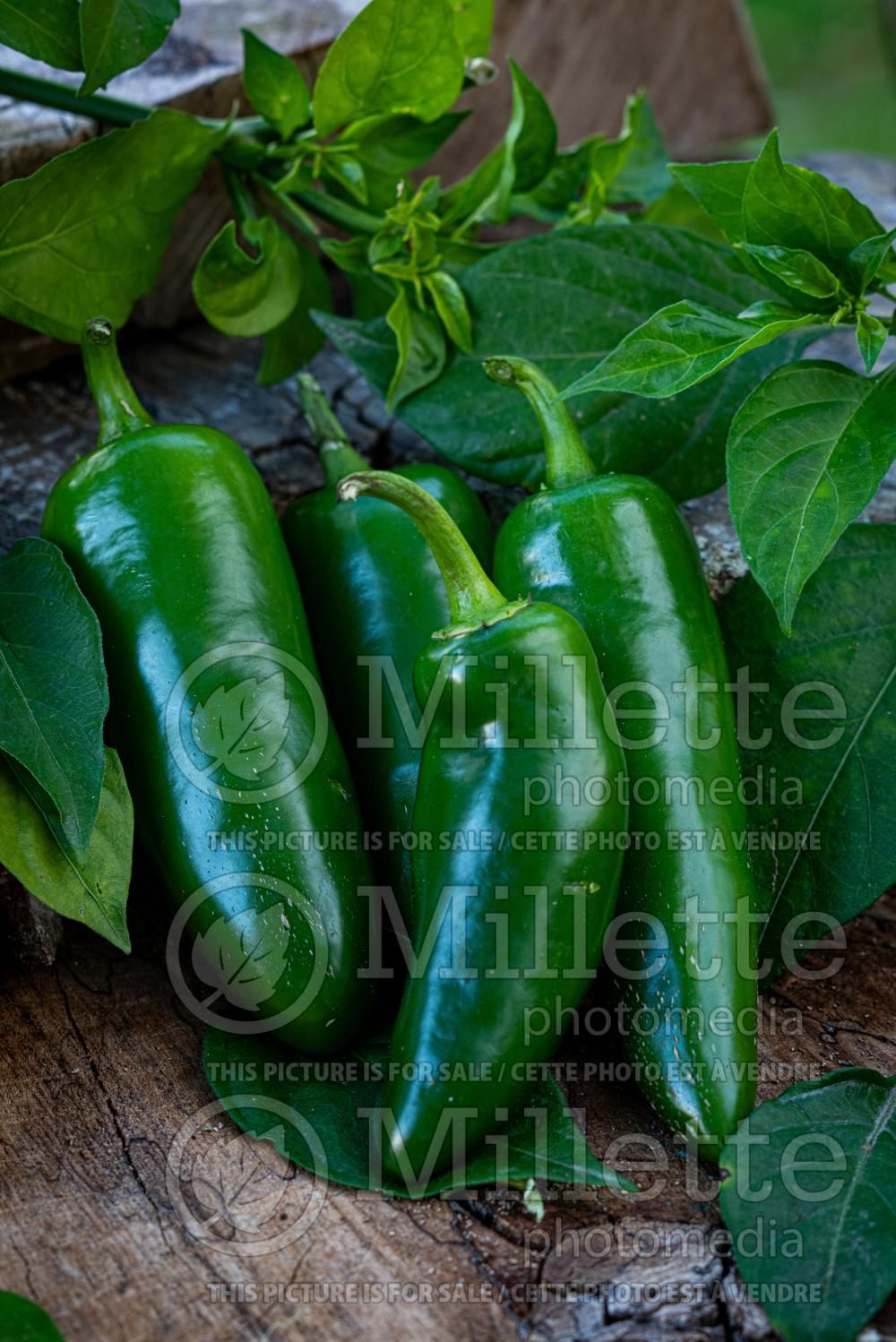 Capsicum Jalapeno (pepper vegetable – poivron piment) 6