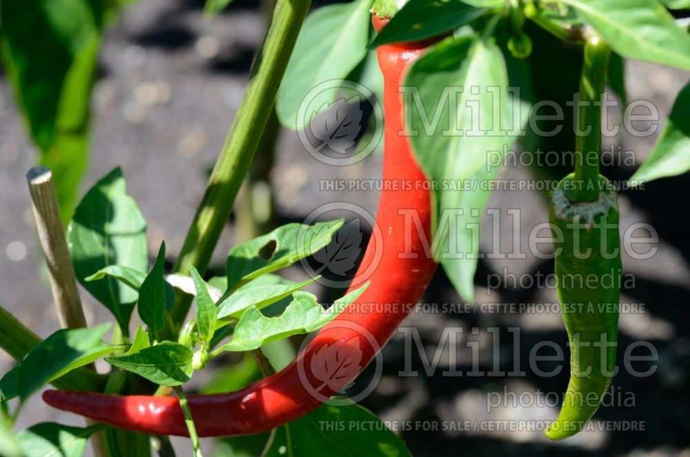 Capsicum Jimmy Nardellos (pepper vegetable – poivron piment) 1 
