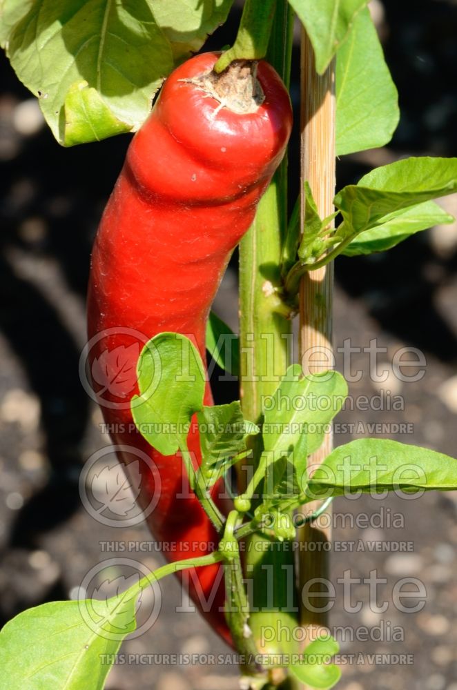 Capsicum Kekova (pepper vegetable – poivron piment) 1 