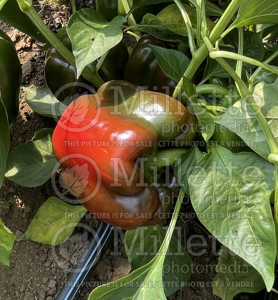 Capsicum King of the North (pepper vegetable – poivron piment) 3 