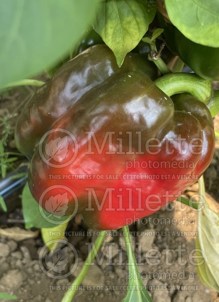 Capsicum King of the North (pepper vegetable – poivron piment) 2 