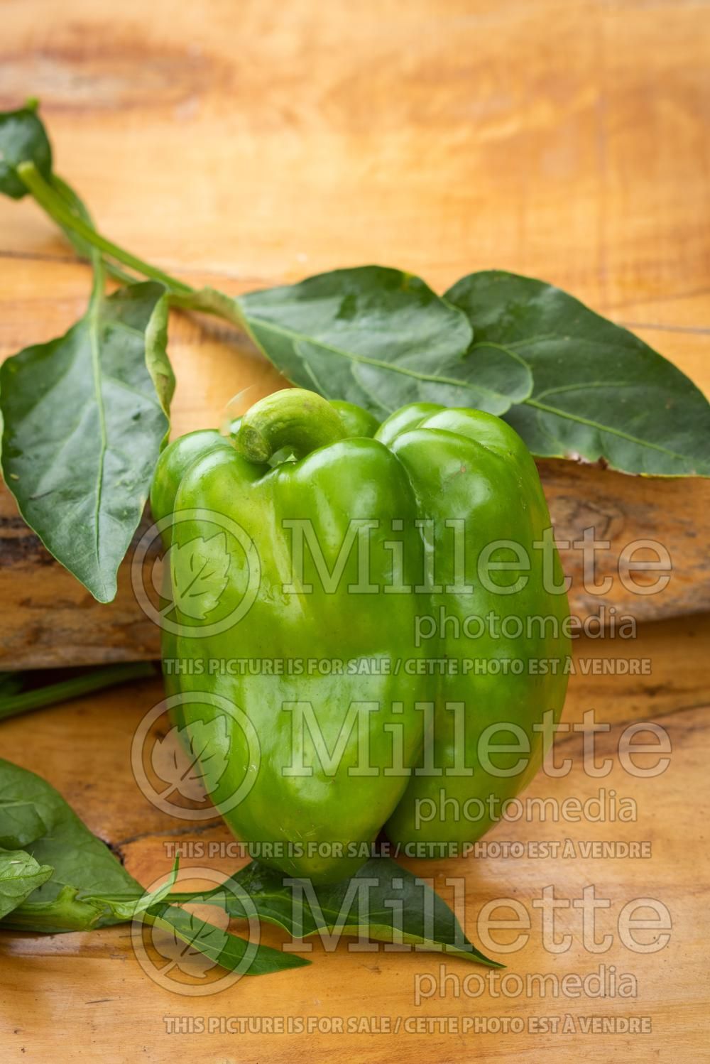 Capsicum annuum (Green pepper vegetable – poivron piment) 3