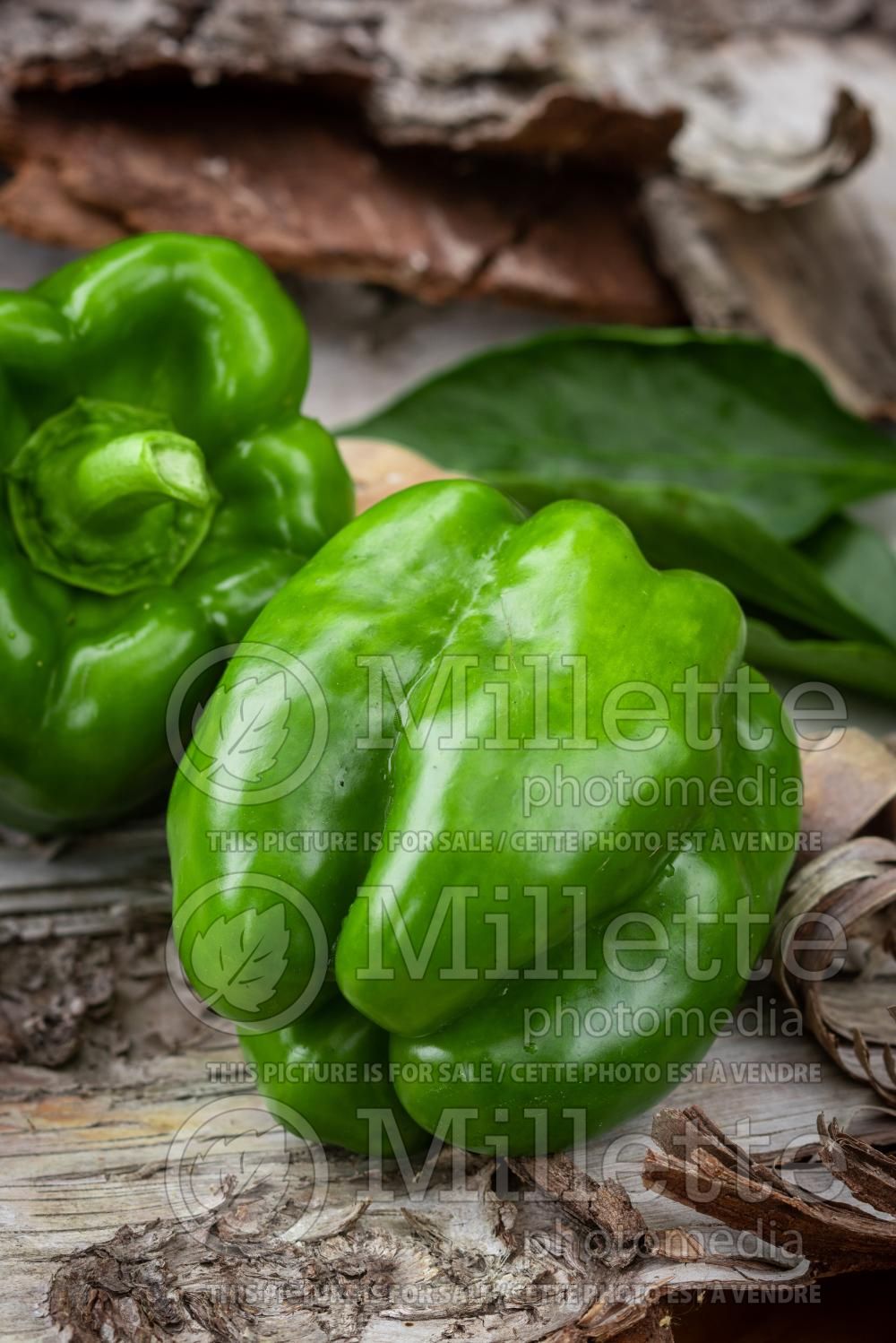 Capsicum annuum (Green pepper vegetable – poivron piment) 4
