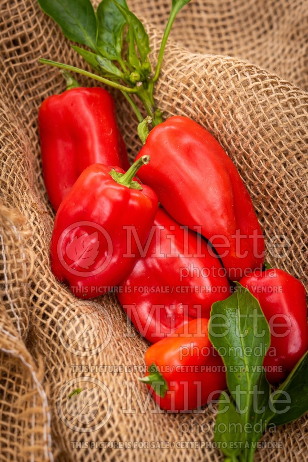 Capsicum Lunchbox Red (pepper vegetable – poivron piment) 1