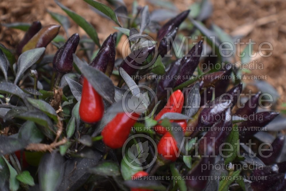 Capsicum Midnight Fire (pepper vegetable – poivron piment) 2 