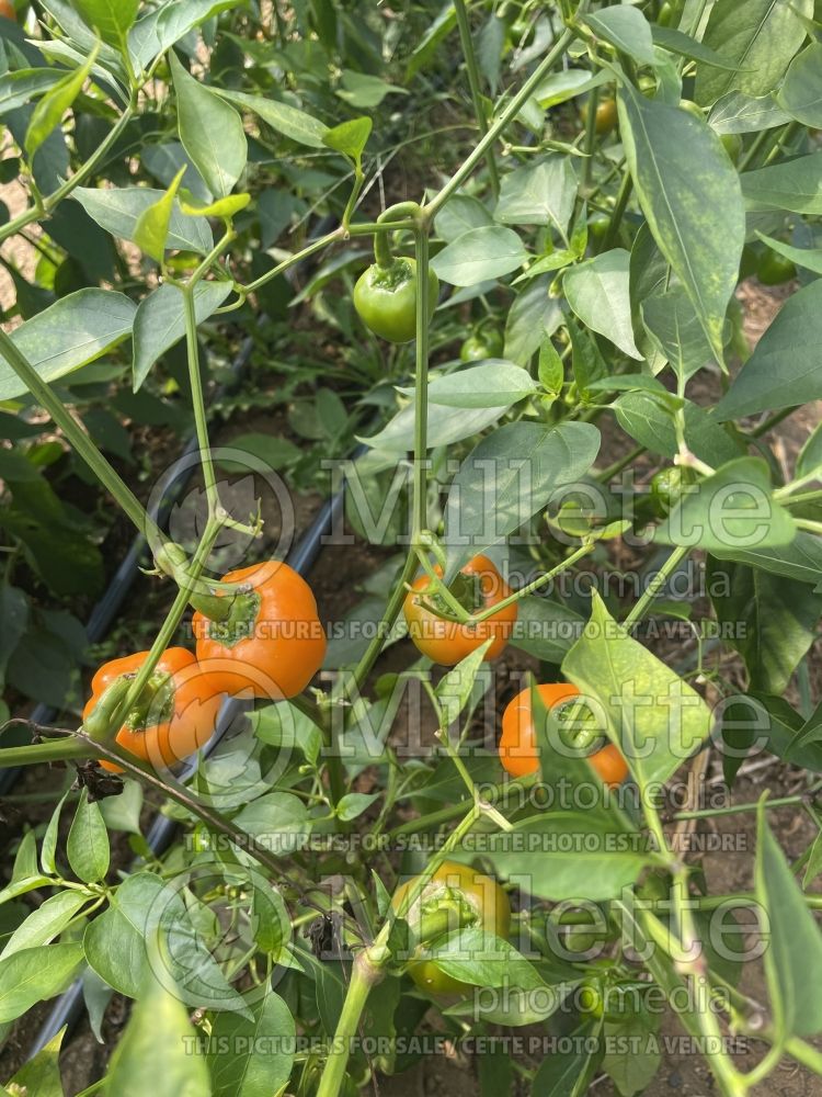 Capsicum Mini Bell Orange (pepper vegetable – poivron piment) 3 