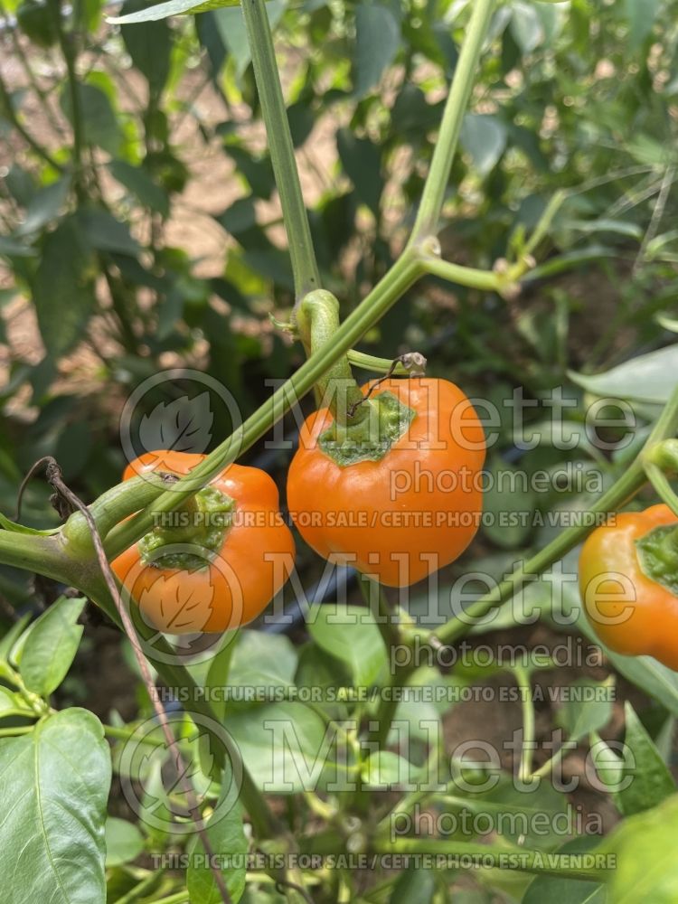 Capsicum Mini Bell Orange (pepper vegetable – poivron piment) 1 