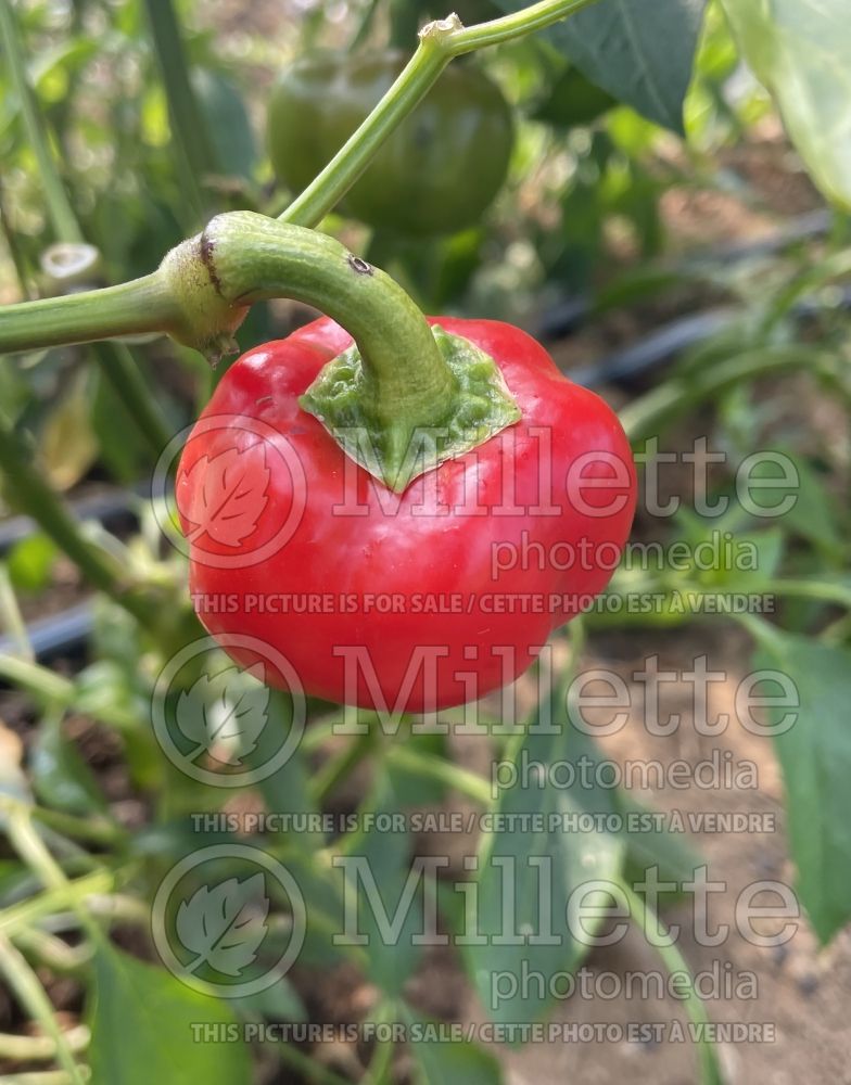 Capsicum Mini Bell Red (pepper vegetable – poivron piment) 2 